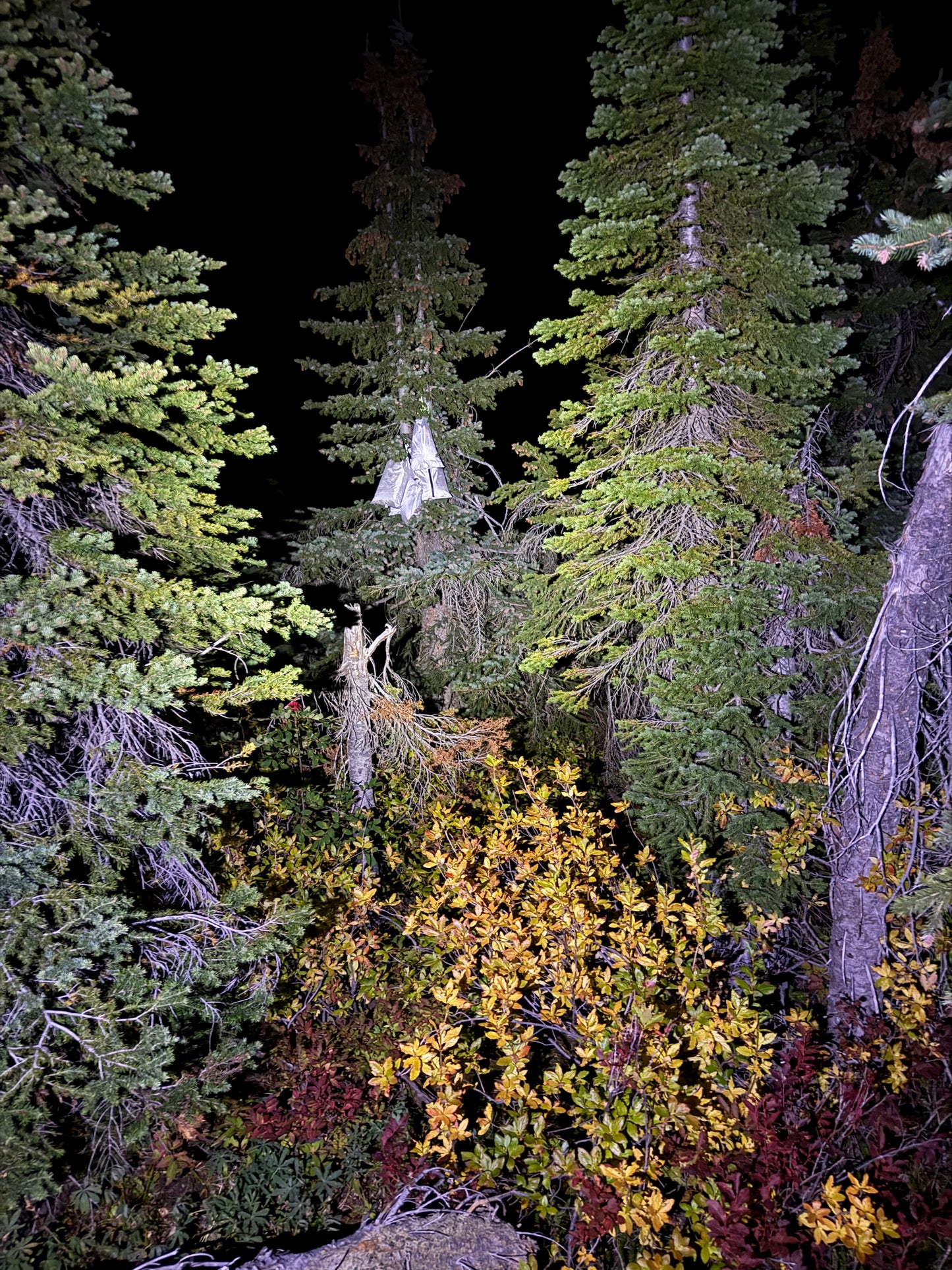 Reflective water surface with trees on a dark background