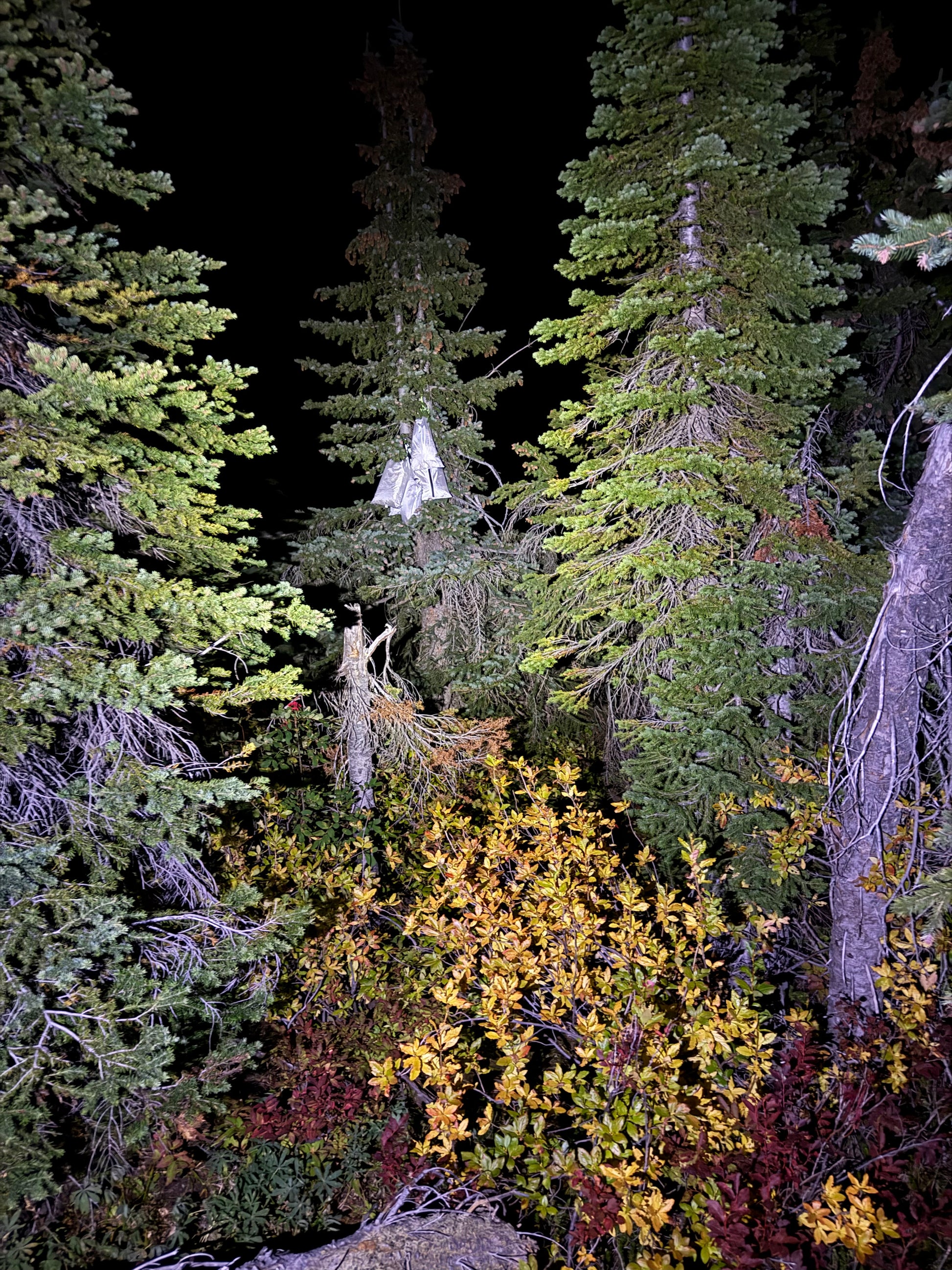Reflective water surface with trees on a dark background