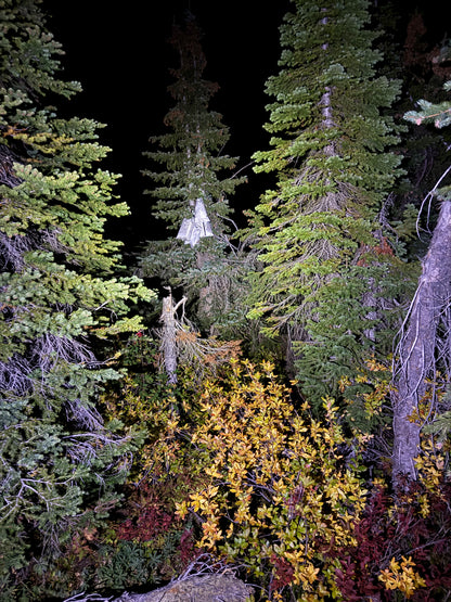 Reflective water surface with trees on a dark background
